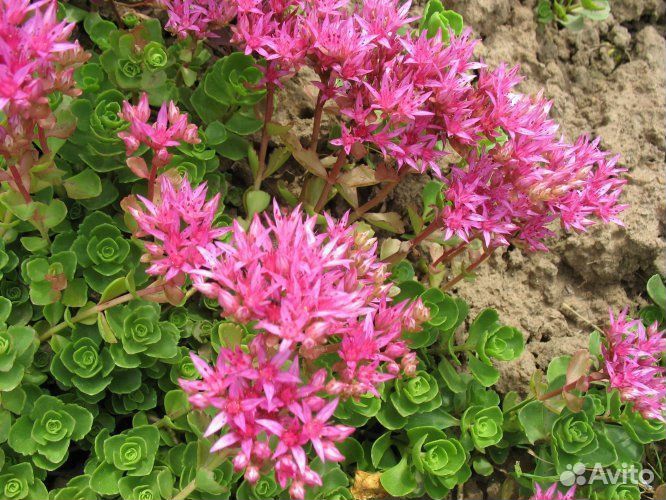 Почвопокровные растения для альпийских горок