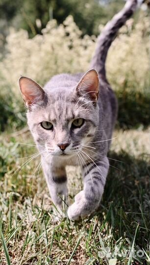 Геркулес – мужчина, способный восхищать