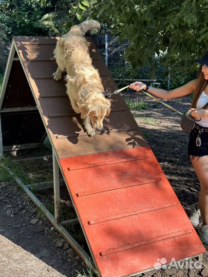 Зооняня передержка животных догситтер