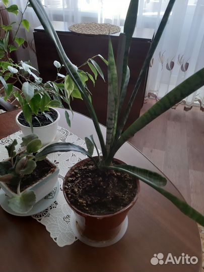 Комнатные цветы