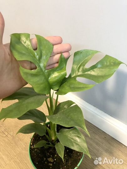 Монстера Минима Рафидофора Тетрасперма