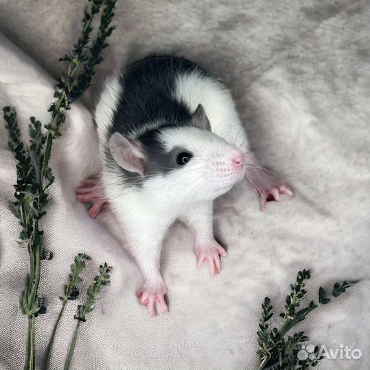 Крысята Дамбо малыши. Крыса Дамбо девочка. Крысята