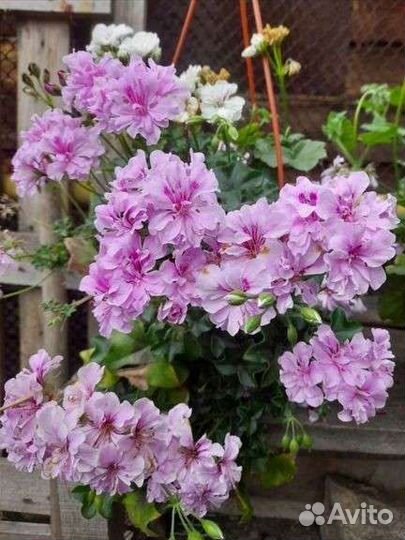 Герань пеларгония плющелистная