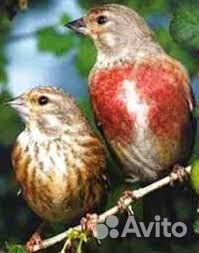 Кавказские певчие птицы