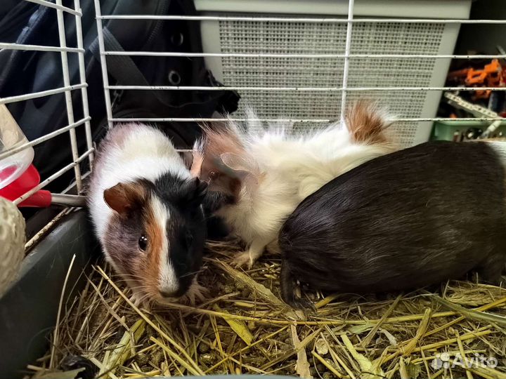 Морская свинка