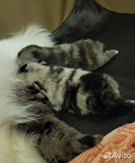 Померанский шпиц мини