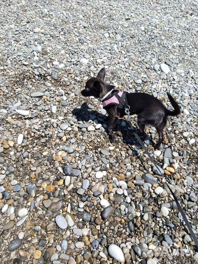 Мини той-терьер