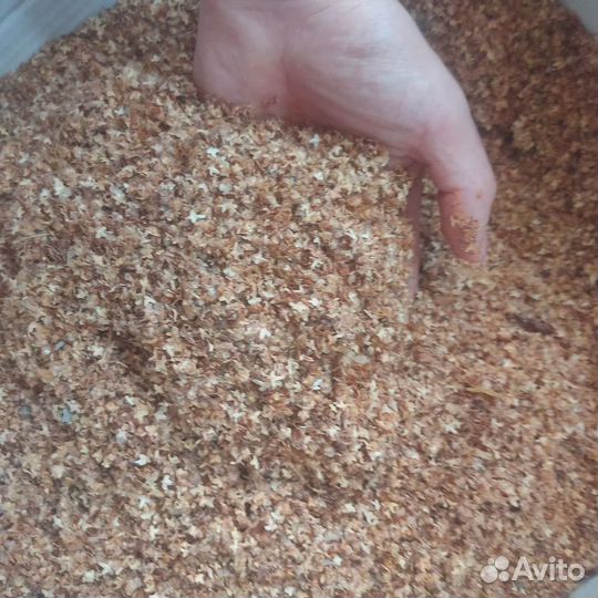 Семена Березы плосколистной