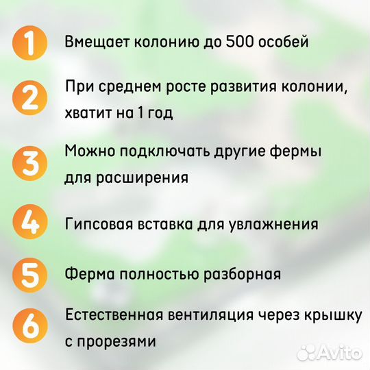 Муравьиная ферма 