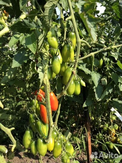 Семена томатов
