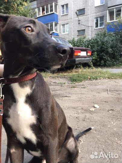 Собака в добрые руки помесь питбуля и добермана