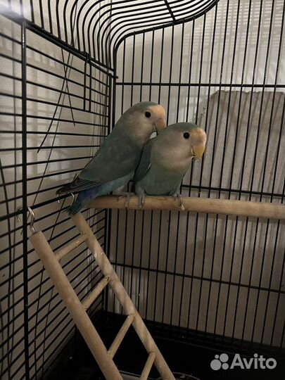 Попугай неразлучники с клеткой