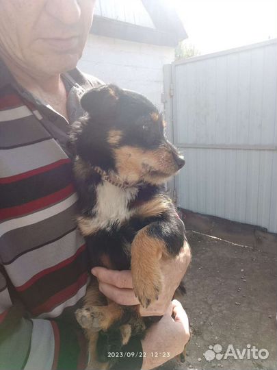 Двортерьер