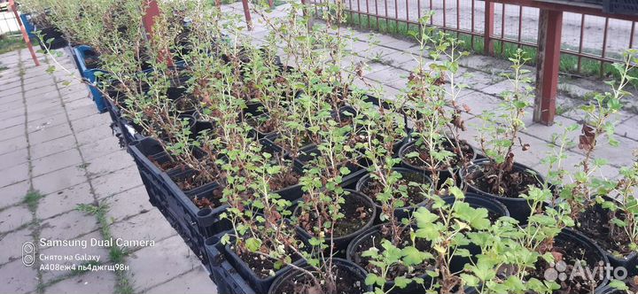 Крыжовник, ежевика, малина, ежемалина