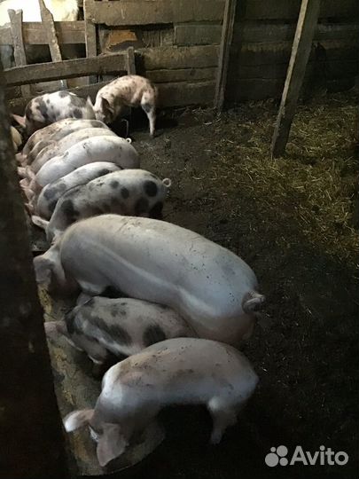 Порода йекшир