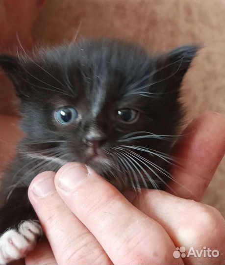 Кошки в добрые руки бесплатно