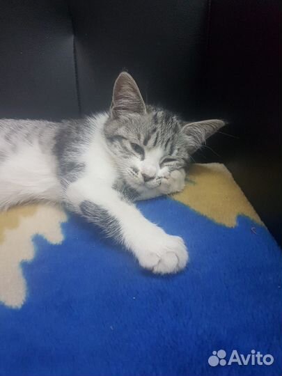 Передержка животных