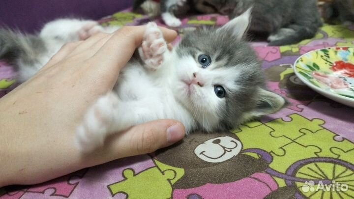 Кошки мейн-кун