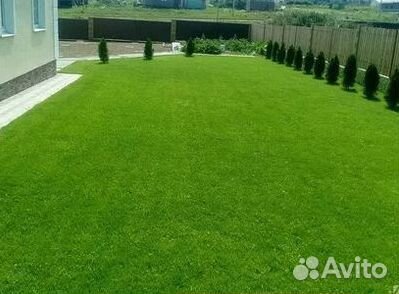 Продажа Рулонного газона