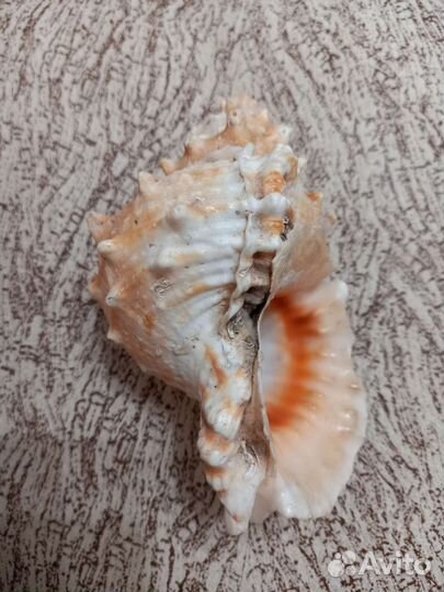 Ракушка и звезда