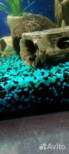 Сомики анцитрусы