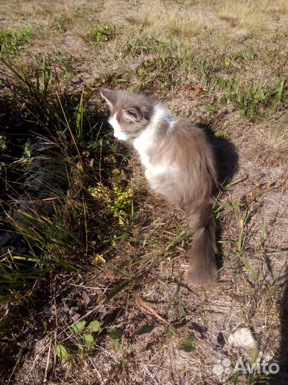 Котенок ищет хозяина