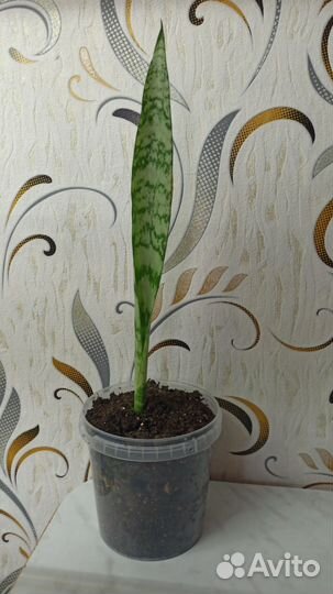 Сансевиерия трехполосная