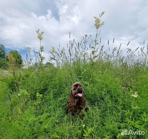 Вязка спаниель американский