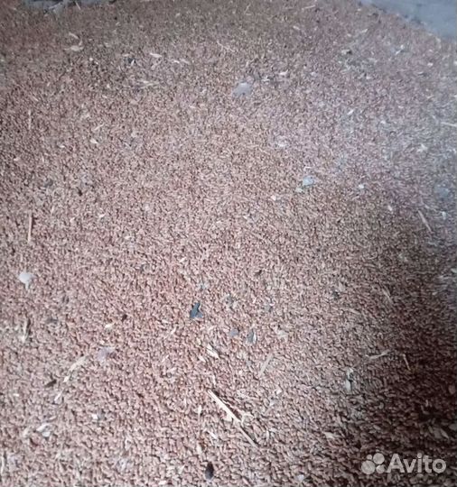 Кормовая пшеница, Кормовая кукуруза корма