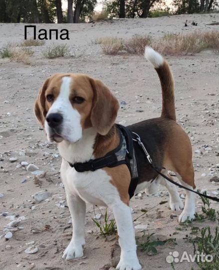 Щенки бигль