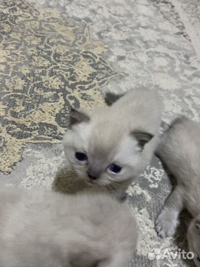 Британские котята