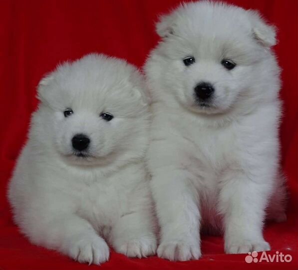 Самоедская лайка