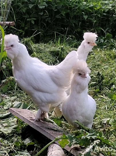 Куры Павловские