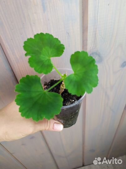 Пеларгония Denise