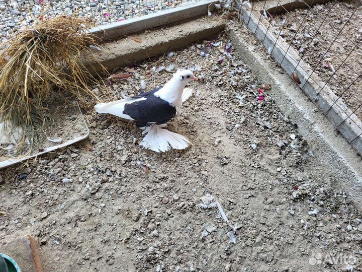 Продажа голубей