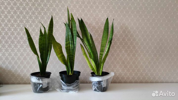 Сансевиерия, Щучий хвост, тёщин язык