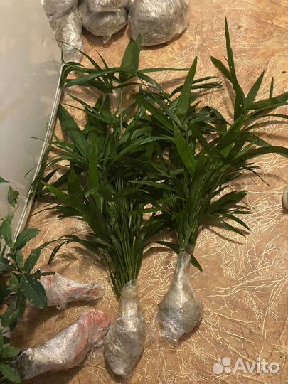 Пальма веерная. Трахикарпус форчуна