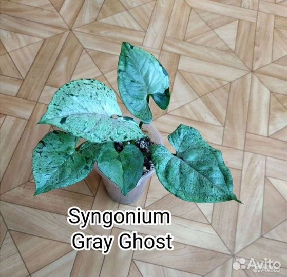 Сингониум Серый Призрак / Syngonium Gray Ghost