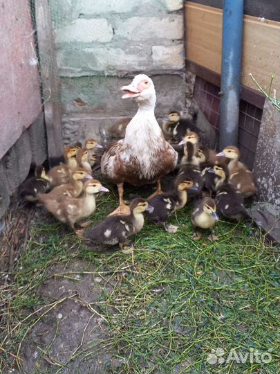 Утята мускусной утки (индоутка)