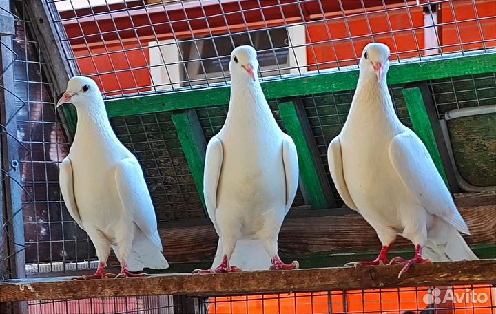 Голуби