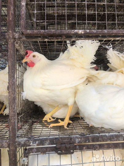 Куры разные