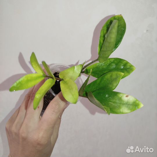 Замиокулькасы разные