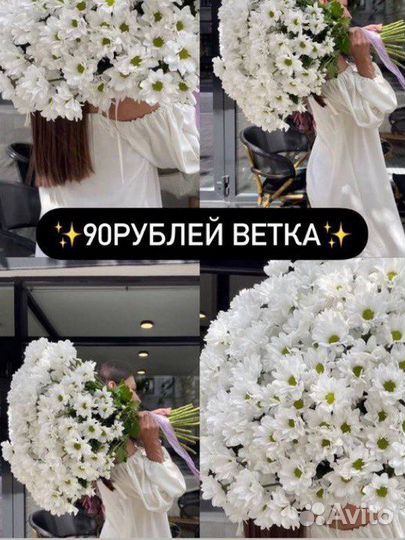 Хризантемы цветы кустовые ромашковые белые