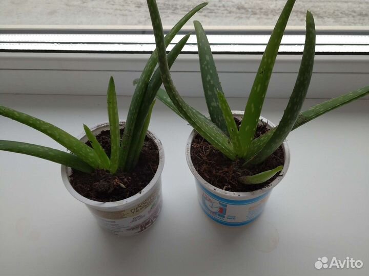 Алоэ столетник