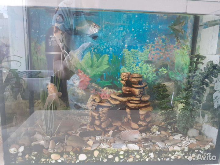 Аквариум