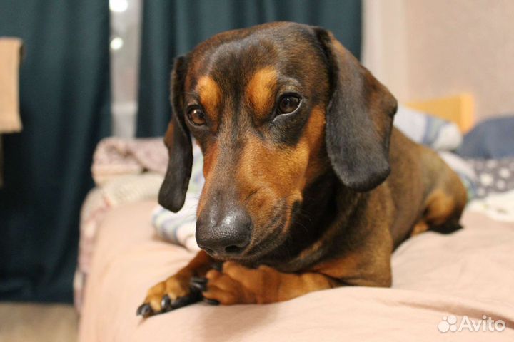 Такса мальчик на вязку