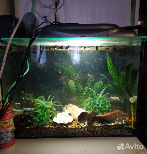 Аквариум 36 литров с рыбками