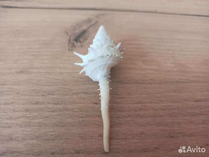 Морская раковина