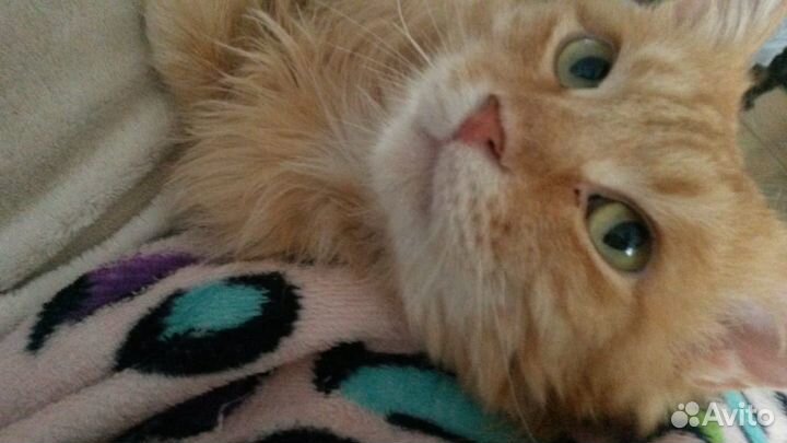 Рыженький в поисках дома