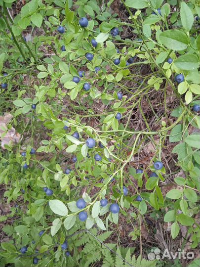 Ягоды черника